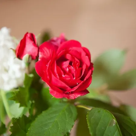 Panzió Au Coeur De - D'hotes 3*